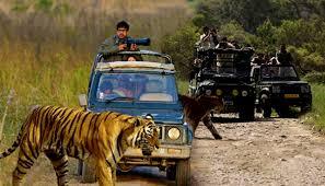 Safari in Corbett National Park, Uttarakhand image 1